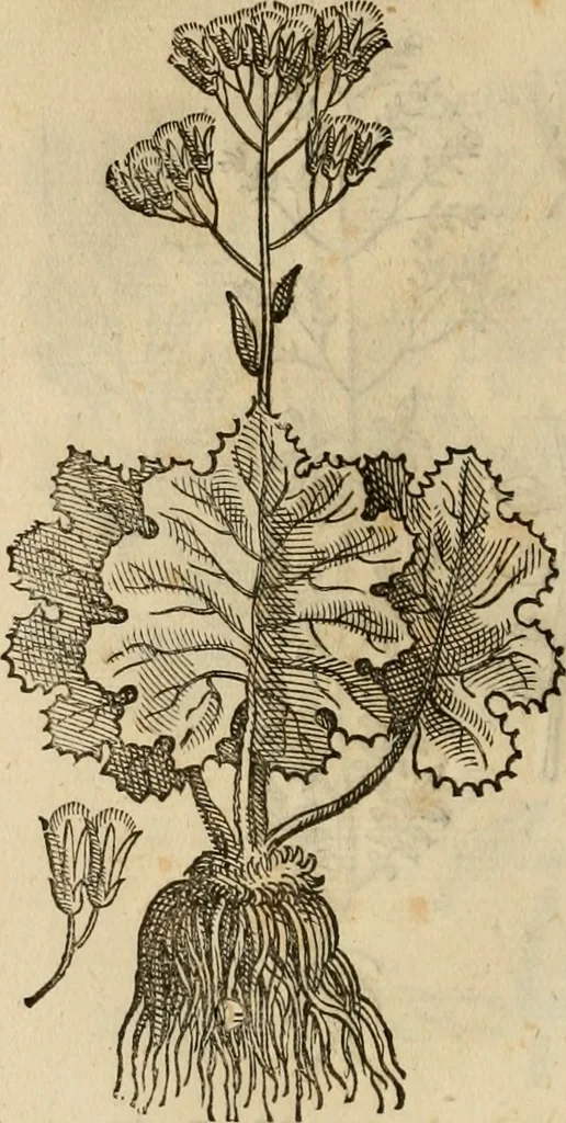 An illustration from Rerum medicarum Novae Hispaniae thesaurus, seu, Plantarum animalium mineralium Mexicanorum historia, 1651, leaf 459