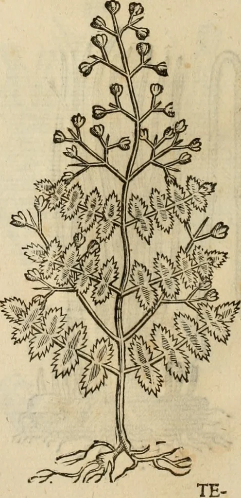 An illustration from Rerum medicarum Novae Hispaniae thesaurus, seu, Plantarum animalium mineralium Mexicanorum historia, 1651, leaf 459