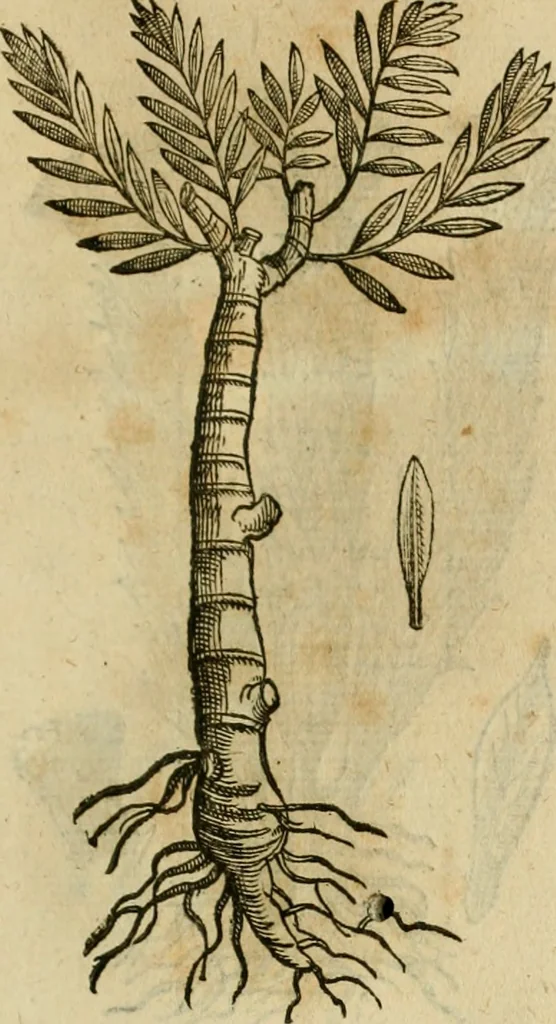 An illustration from Rerum medicarum Novae Hispaniae thesaurus, seu, Plantarum animalium mineralium Mexicanorum historia, 1651, leaf 460