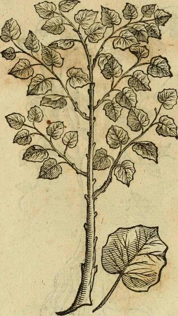 An illustration from Rerum medicarum Novae Hispaniae thesaurus, seu, Plantarum animalium mineralium Mexicanorum historia, 1651, leaf 460