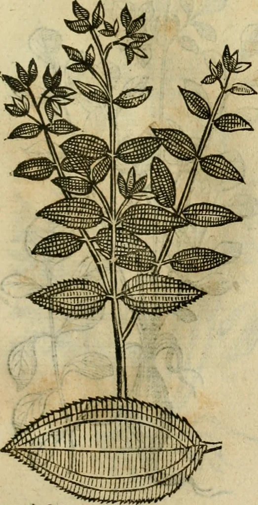 An illustration from Rerum medicarum Novae Hispaniae thesaurus, seu, Plantarum animalium mineralium Mexicanorum historia, 1651, leaf 460