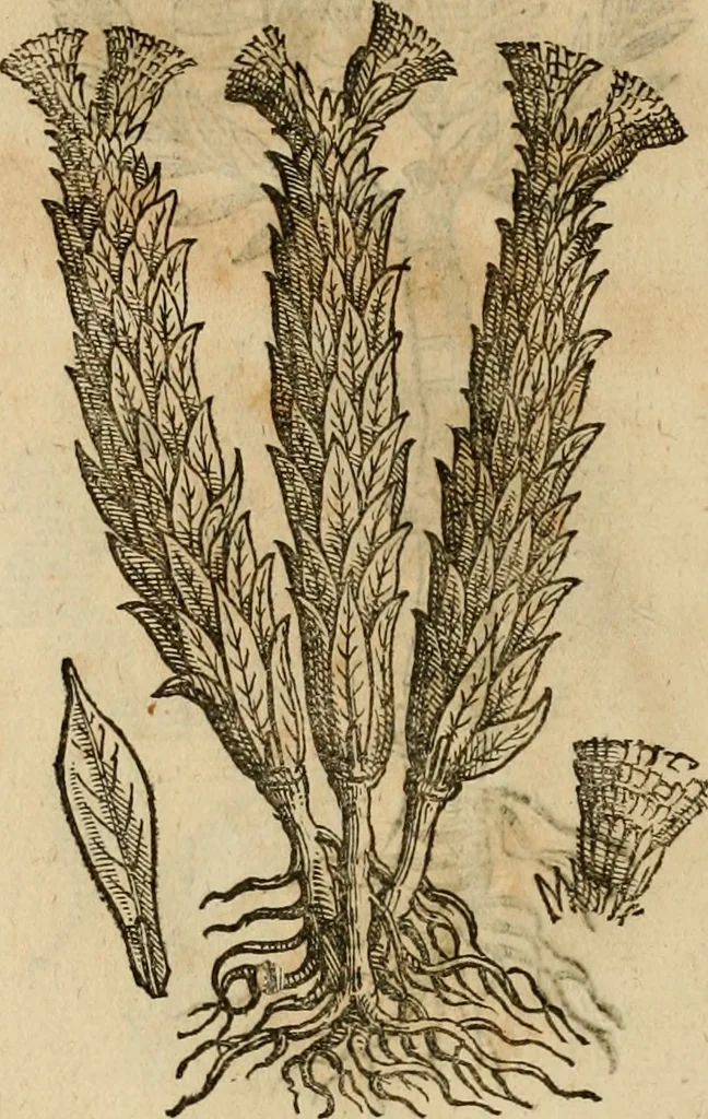 An illustration from Rerum medicarum Novae Hispaniae thesaurus, seu, Plantarum animalium mineralium Mexicanorum historia, 1651, leaf 461