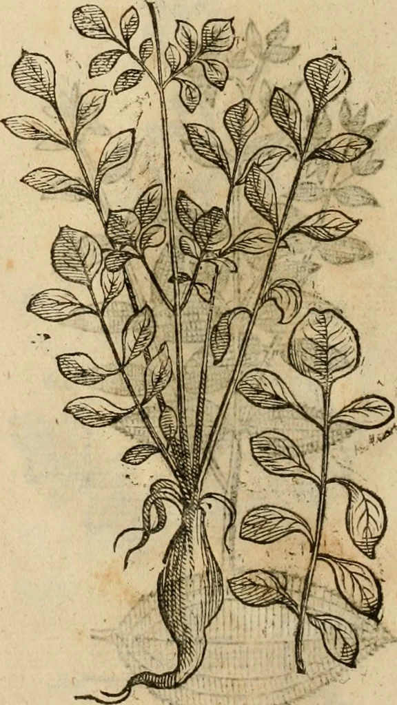 An illustration from Rerum medicarum Novae Hispaniae thesaurus, seu, Plantarum animalium mineralium Mexicanorum historia, 1651, leaf 461
