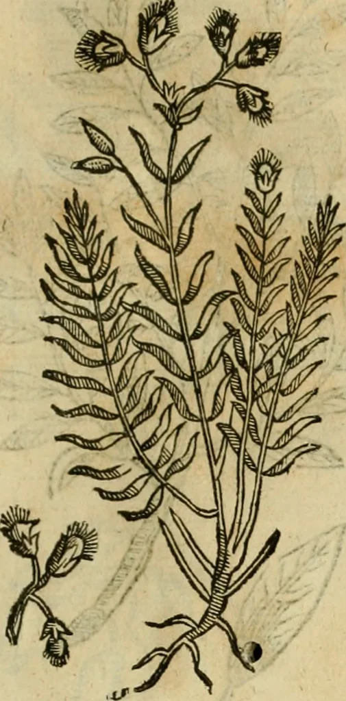 An illustration from Rerum medicarum Novae Hispaniae thesaurus, seu, Plantarum animalium mineralium Mexicanorum historia, 1651, leaf 462