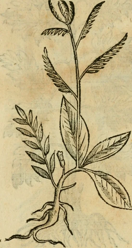 An illustration from Rerum medicarum Novae Hispaniae thesaurus, seu, Plantarum animalium mineralium Mexicanorum historia, 1651, leaf 462