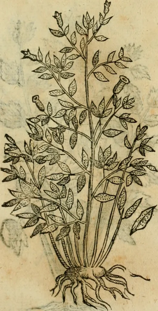 An illustration from Rerum medicarum Novae Hispaniae thesaurus, seu, Plantarum animalium mineralium Mexicanorum historia, 1651, leaf 462