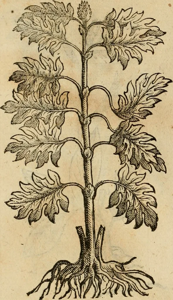 An illustration from Rerum medicarum Novae Hispaniae thesaurus, seu, Plantarum animalium mineralium Mexicanorum historia, 1651, leaf 463
