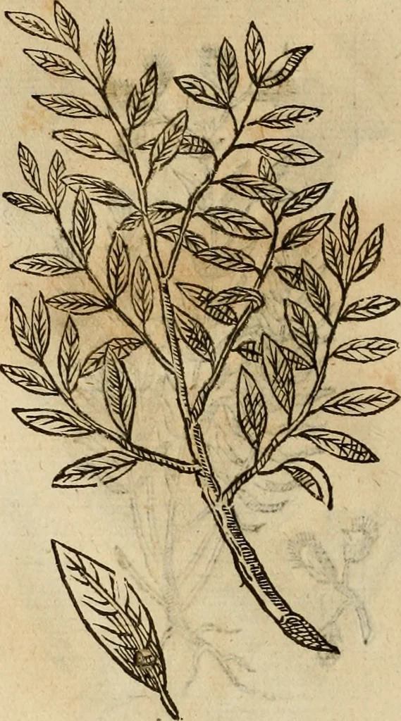 An illustration from Rerum medicarum Novae Hispaniae thesaurus, seu, Plantarum animalium mineralium Mexicanorum historia, 1651, leaf 463