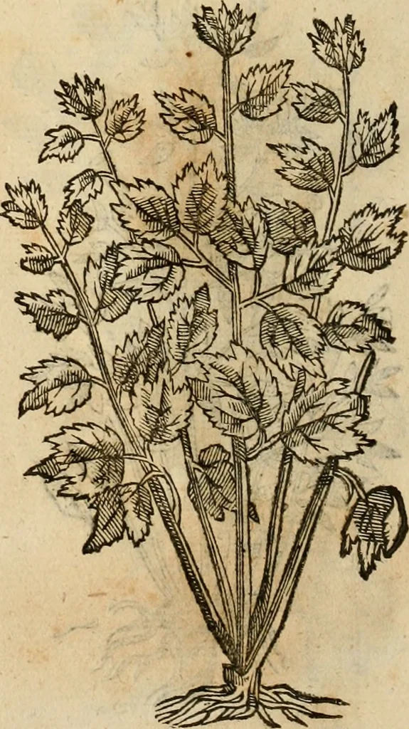 An illustration from Rerum medicarum Novae Hispaniae thesaurus, seu, Plantarum animalium mineralium Mexicanorum historia, 1651, leaf 463