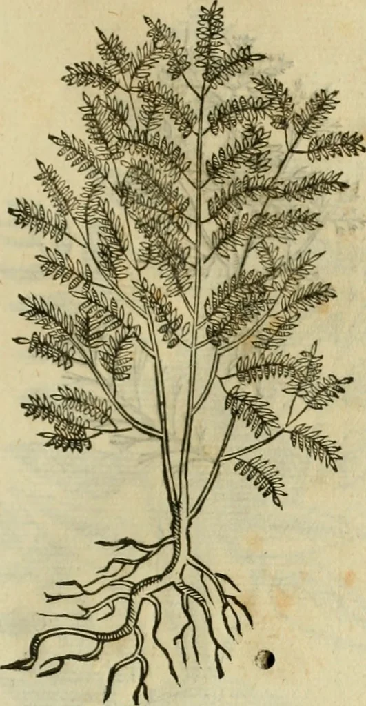 An illustration from Rerum medicarum Novae Hispaniae thesaurus, seu, Plantarum animalium mineralium Mexicanorum historia, 1651, leaf 464