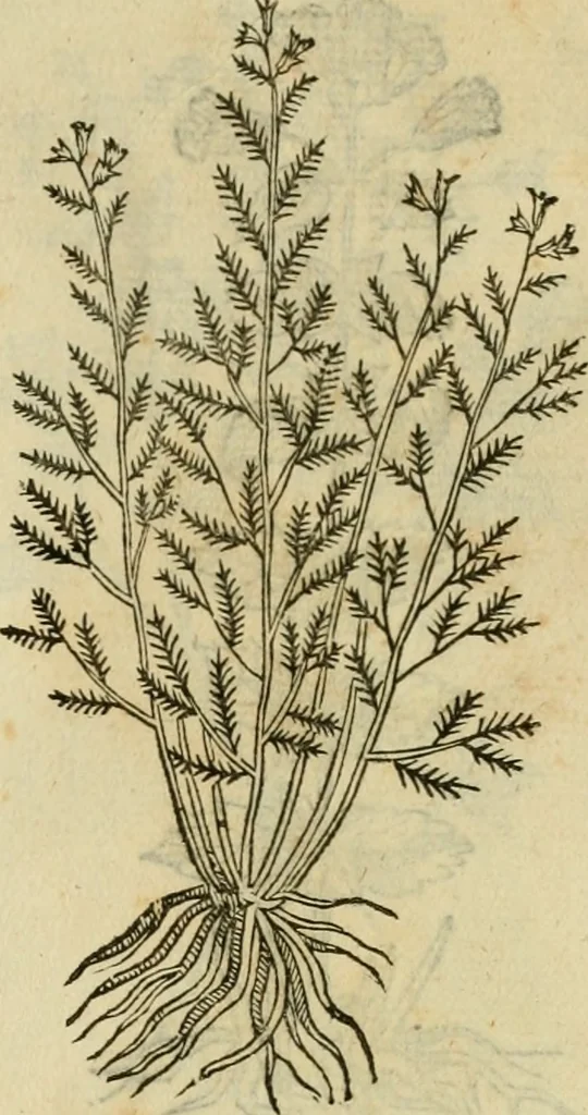An illustration from Rerum medicarum Novae Hispaniae thesaurus, seu, Plantarum animalium mineralium Mexicanorum historia, 1651, leaf 464