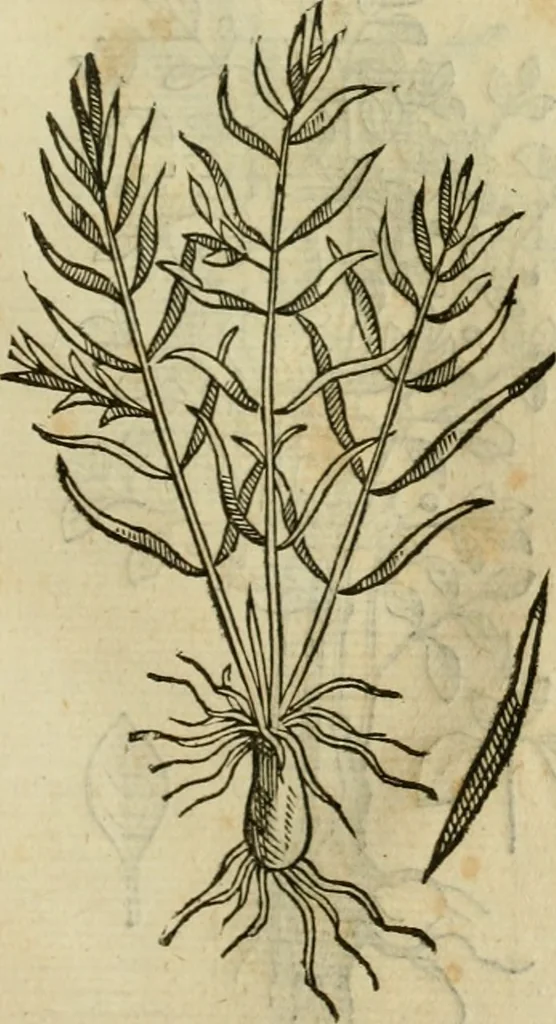 An illustration from Rerum medicarum Novae Hispaniae thesaurus, seu, Plantarum animalium mineralium Mexicanorum historia, 1651, leaf 464