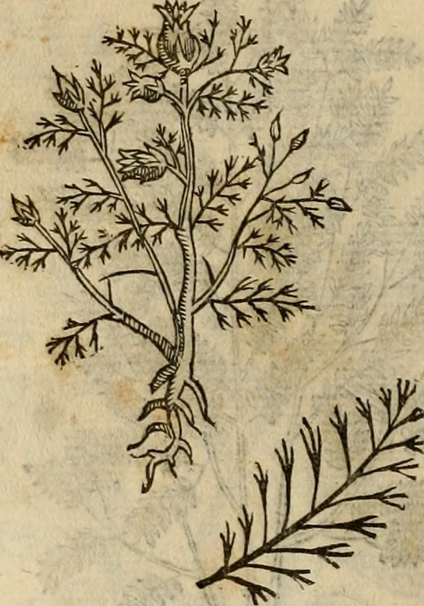 An illustration from Rerum medicarum Novae Hispaniae thesaurus, seu, Plantarum animalium mineralium Mexicanorum historia, 1651, leaf 465