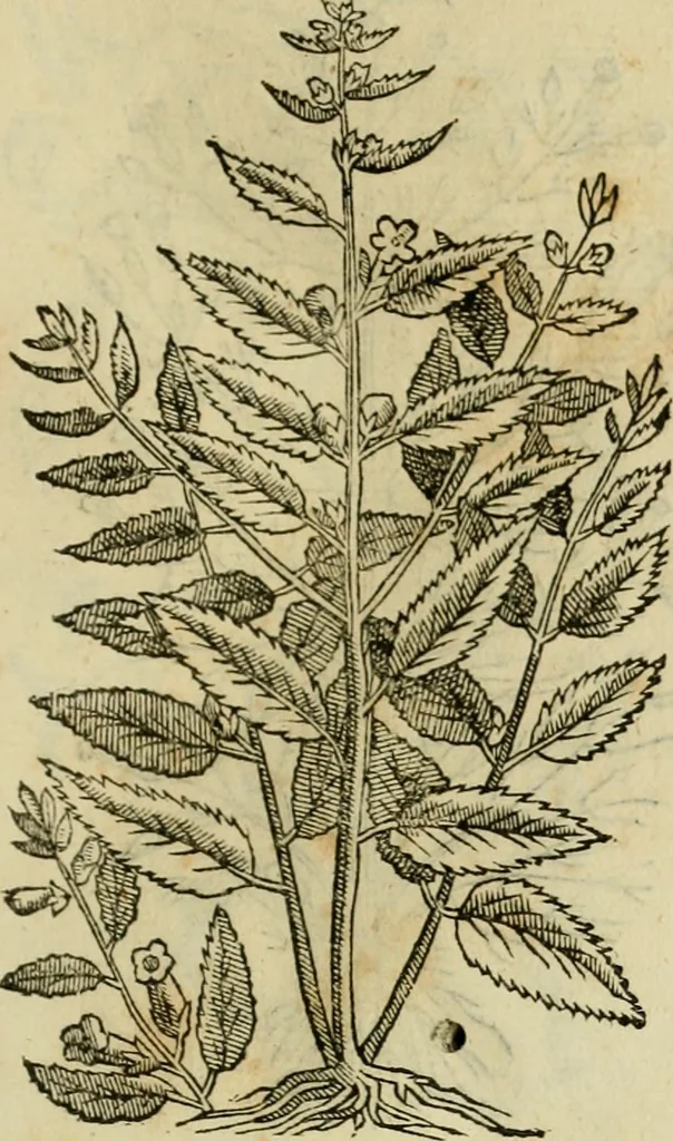 An illustration from Rerum medicarum Novae Hispaniae thesaurus, seu, Plantarum animalium mineralium Mexicanorum historia, 1651, leaf 466
