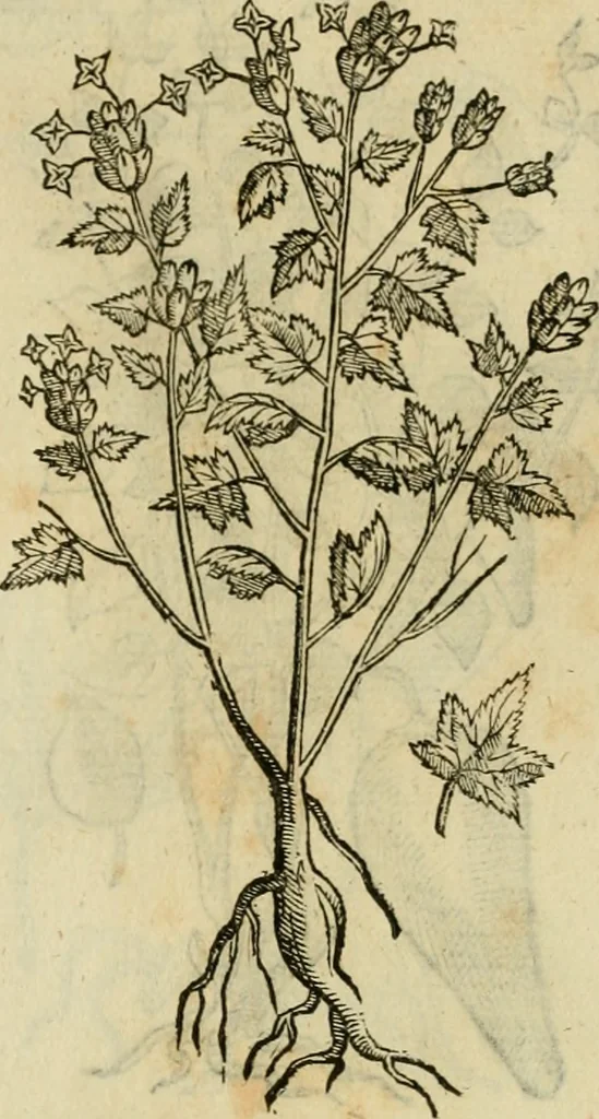 An illustration from Rerum medicarum Novae Hispaniae thesaurus, seu, Plantarum animalium mineralium Mexicanorum historia, 1651, leaf 466