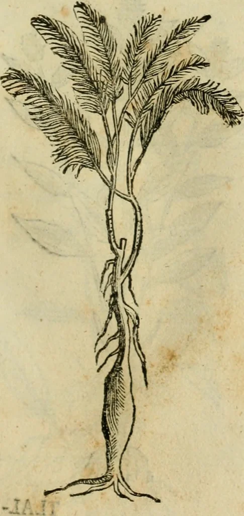 An illustration from Rerum medicarum Novae Hispaniae thesaurus, seu, Plantarum animalium mineralium Mexicanorum historia, 1651, leaf 466