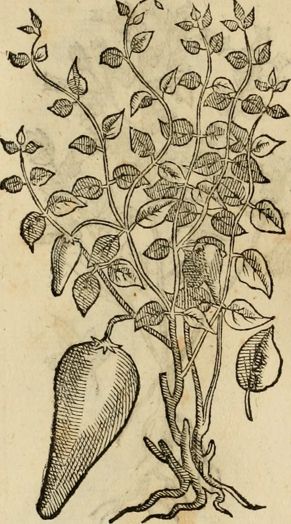 An illustration from Rerum medicarum Novae Hispaniae thesaurus, seu, Plantarum animalium mineralium Mexicanorum historia, 1651, leaf 467