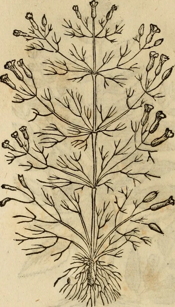 An illustration from Rerum medicarum Novae Hispaniae thesaurus, seu, Plantarum animalium mineralium Mexicanorum historia, 1651, leaf 467