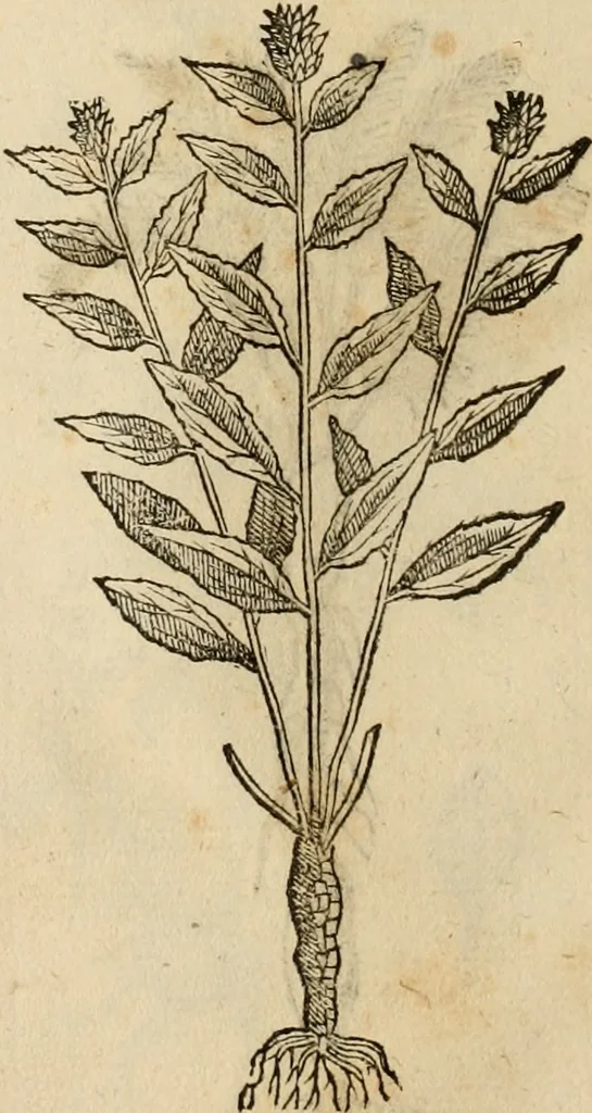 An illustration from Rerum medicarum Novae Hispaniae thesaurus, seu, Plantarum animalium mineralium Mexicanorum historia, 1651, leaf 467
