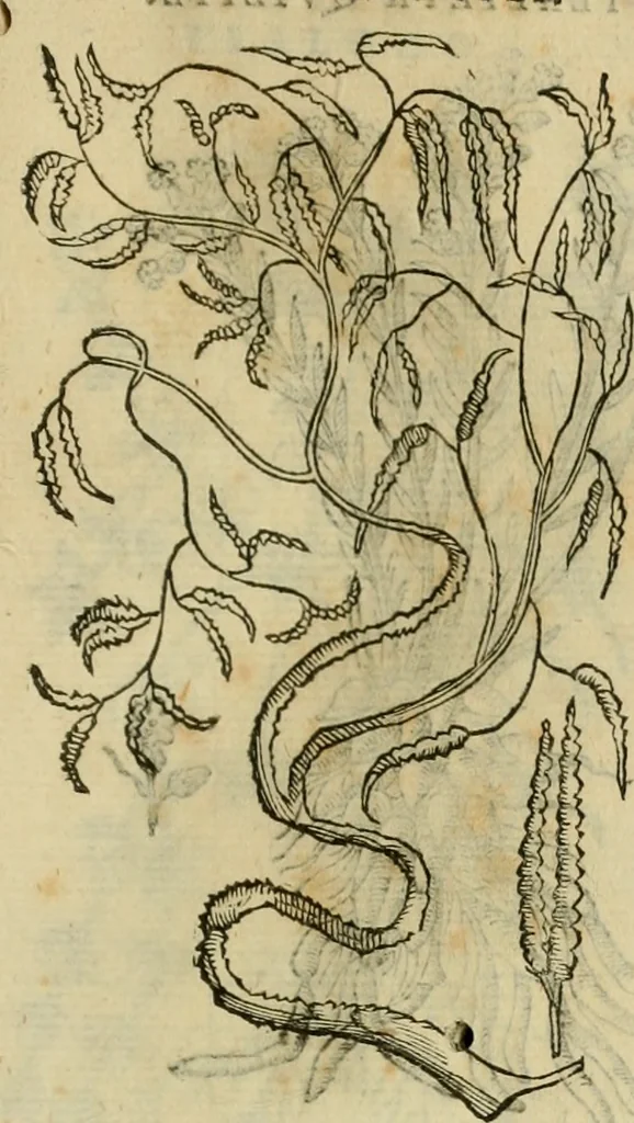 An illustration from Rerum medicarum Novae Hispaniae thesaurus, seu, Plantarum animalium mineralium Mexicanorum historia, 1651, leaf 468