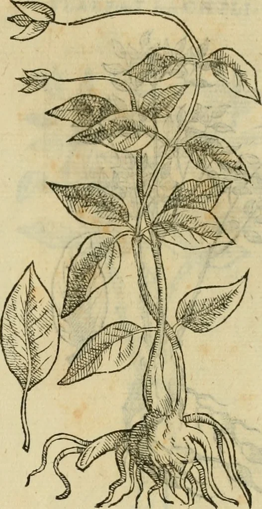 An illustration from Rerum medicarum Novae Hispaniae thesaurus, seu, Plantarum animalium mineralium Mexicanorum historia, 1651, leaf 468