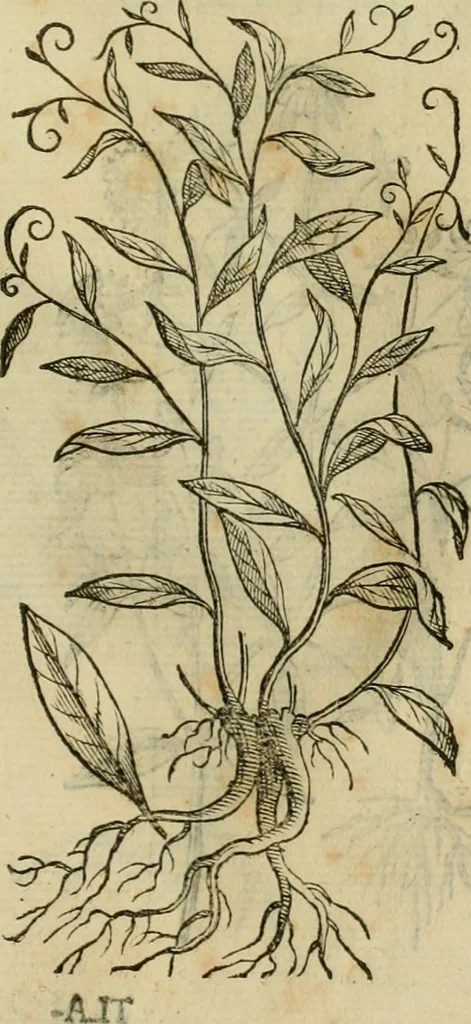 An illustration from Rerum medicarum Novae Hispaniae thesaurus, seu, Plantarum animalium mineralium Mexicanorum historia, 1651, leaf 468