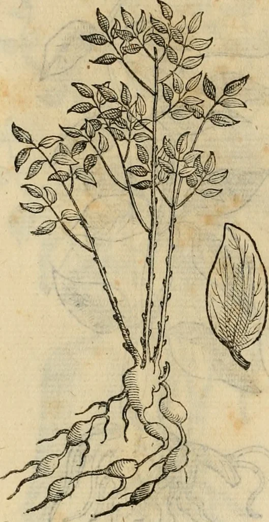 An illustration from Rerum medicarum Novae Hispaniae thesaurus, seu, Plantarum animalium mineralium Mexicanorum historia, 1651, leaf 469