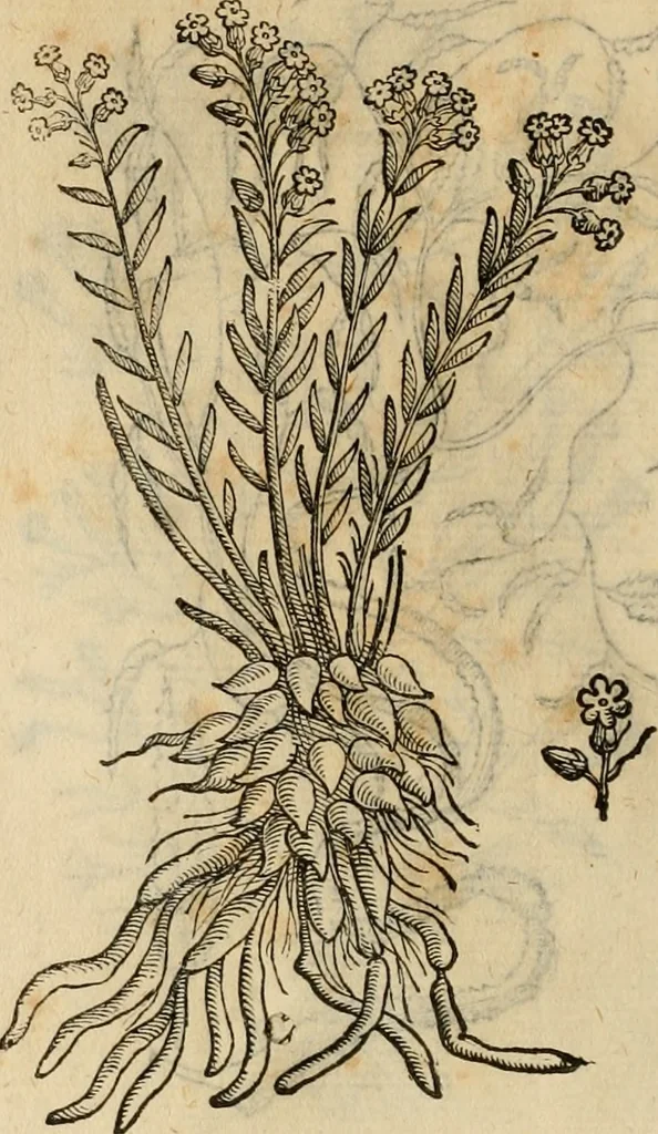 An illustration from Rerum medicarum Novae Hispaniae thesaurus, seu, Plantarum animalium mineralium Mexicanorum historia, 1651, leaf 469