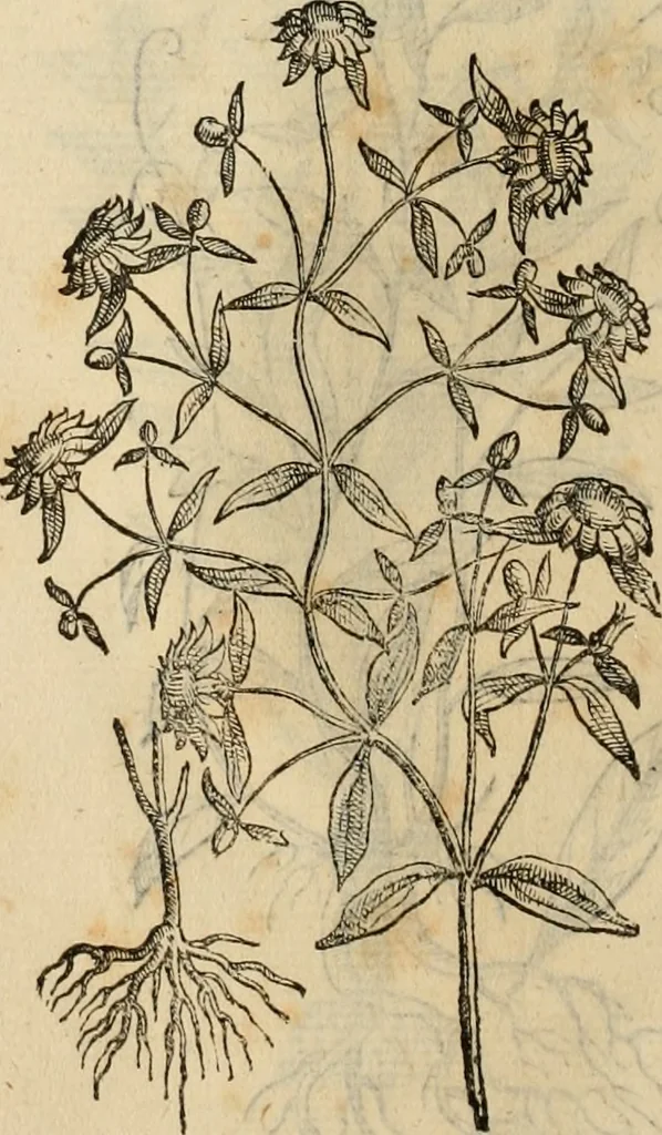 An illustration from Rerum medicarum Novae Hispaniae thesaurus, seu, Plantarum animalium mineralium Mexicanorum historia, 1651, leaf 469