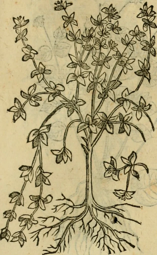 An illustration from Rerum medicarum Novae Hispaniae thesaurus, seu, Plantarum animalium mineralium Mexicanorum historia, 1651, leaf 470