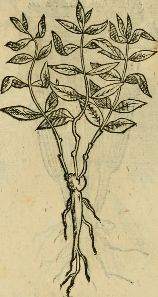 An illustration from Rerum medicarum Novae Hispaniae thesaurus, seu, Plantarum animalium mineralium Mexicanorum historia, 1651, leaf 470