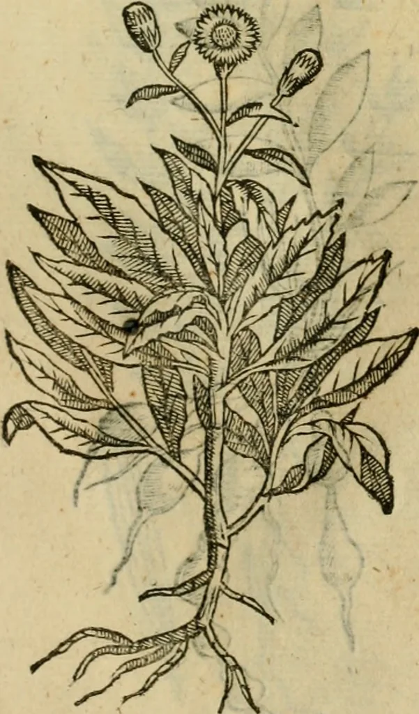 An illustration from Rerum medicarum Novae Hispaniae thesaurus, seu, Plantarum animalium mineralium Mexicanorum historia, 1651, leaf 470