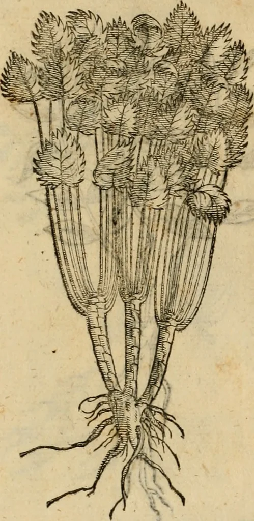 An illustration from Rerum medicarum Novae Hispaniae thesaurus, seu, Plantarum animalium mineralium Mexicanorum historia, 1651, leaf 471
