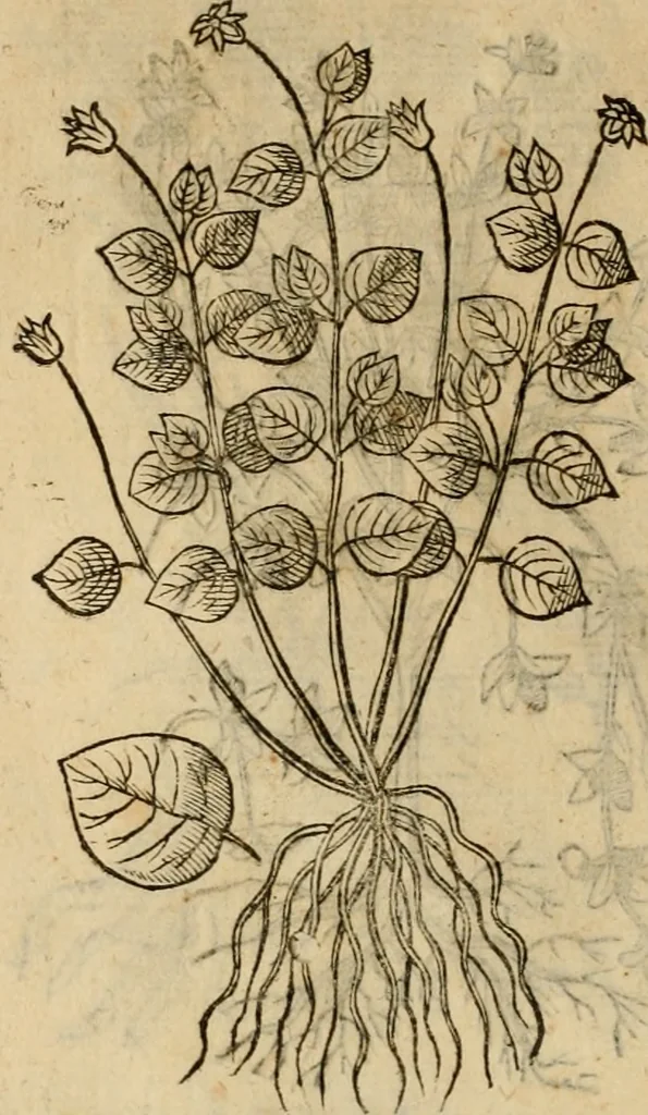 An illustration from Rerum medicarum Novae Hispaniae thesaurus, seu, Plantarum animalium mineralium Mexicanorum historia, 1651, leaf 471