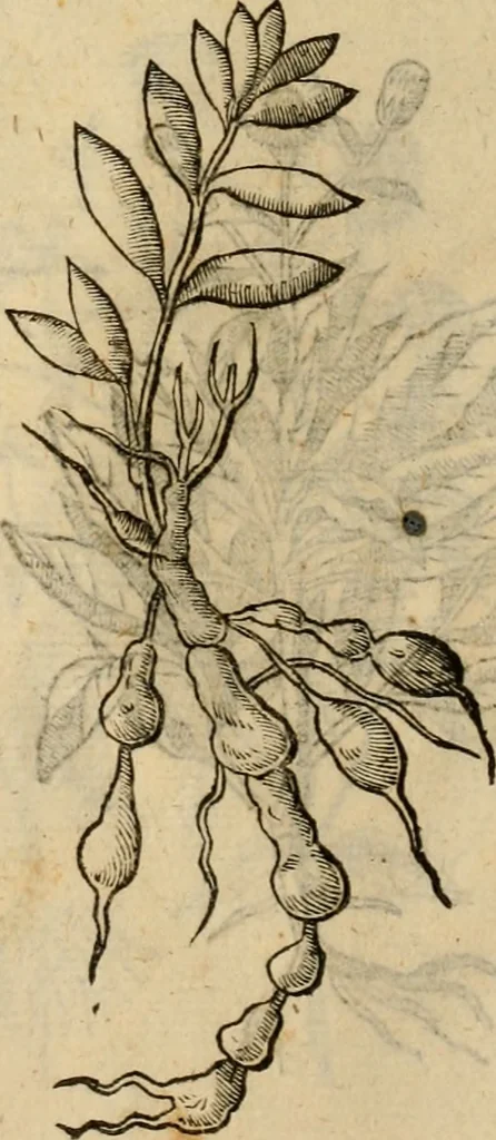 An illustration from Rerum medicarum Novae Hispaniae thesaurus, seu, Plantarum animalium mineralium Mexicanorum historia, 1651, leaf 471