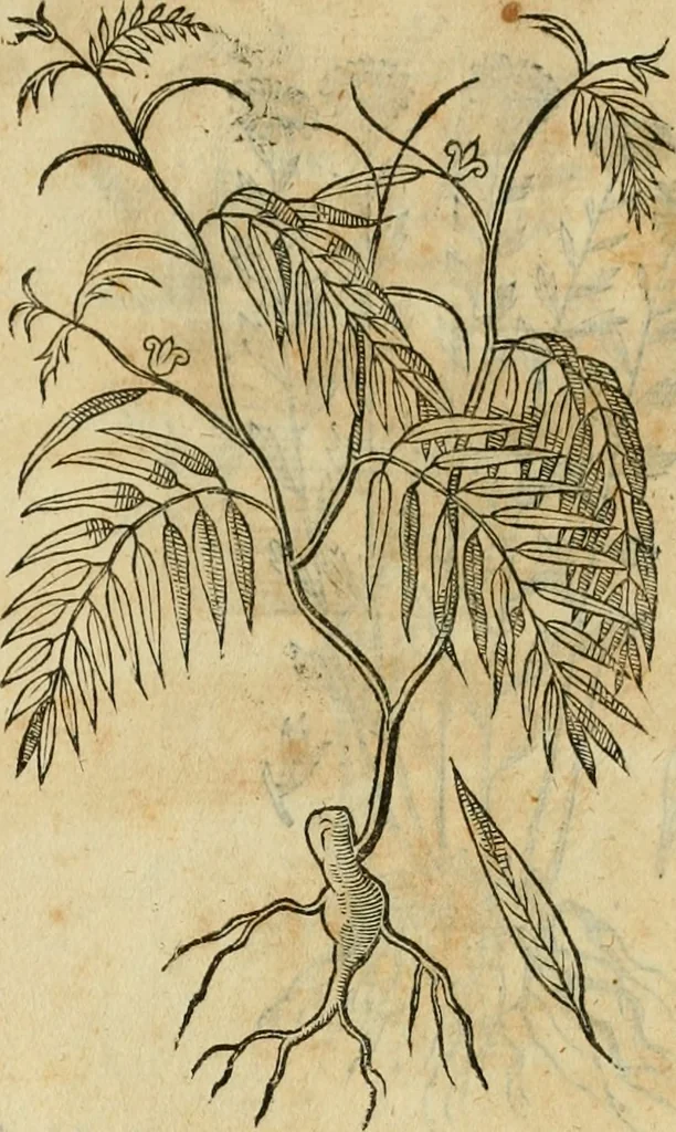 An illustration from Rerum medicarum Novae Hispaniae thesaurus, seu, Plantarum animalium mineralium Mexicanorum historia, 1651, leaf 472