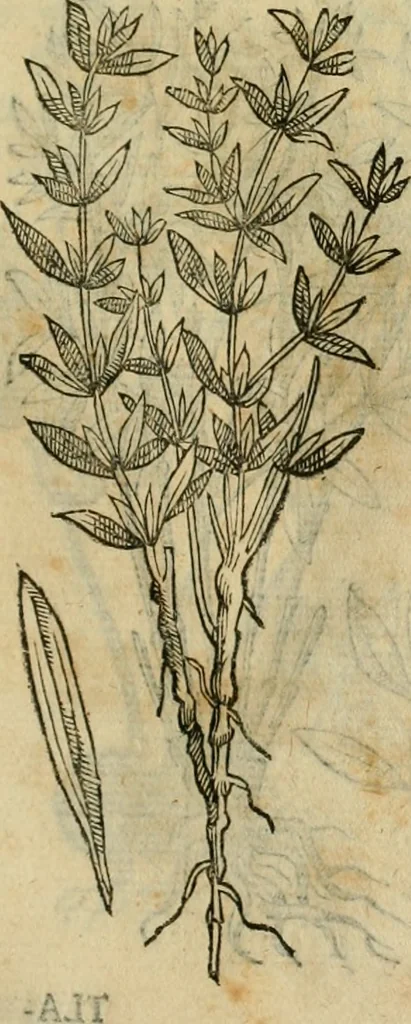 An illustration from Rerum medicarum Novae Hispaniae thesaurus, seu, Plantarum animalium mineralium Mexicanorum historia, 1651, leaf 472