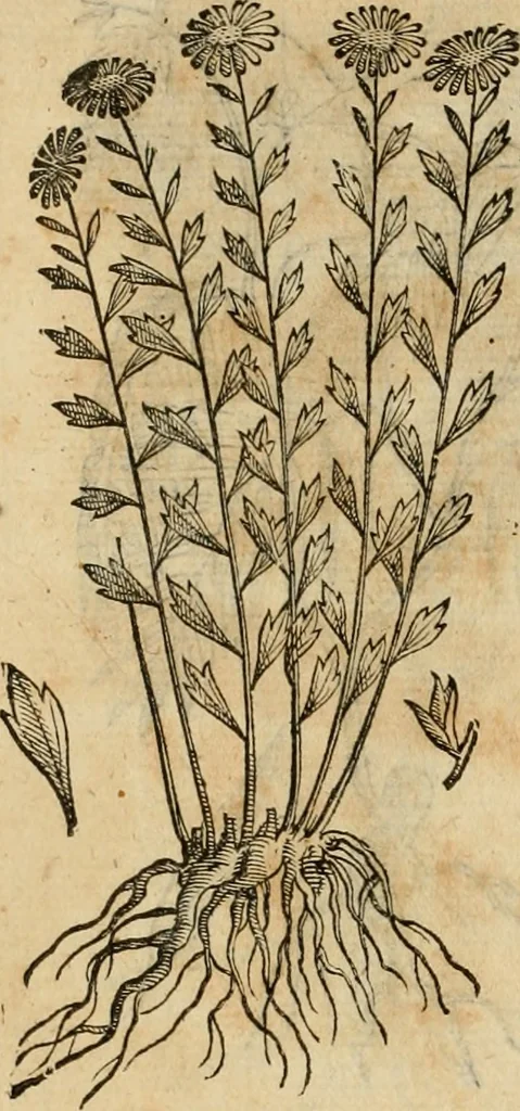 An illustration from Rerum medicarum Novae Hispaniae thesaurus, seu, Plantarum animalium mineralium Mexicanorum historia, 1651, leaf 473