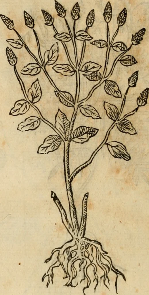 An illustration from Rerum medicarum Novae Hispaniae thesaurus, seu, Plantarum animalium mineralium Mexicanorum historia, 1651, leaf 473