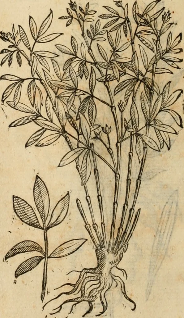 An illustration from Rerum medicarum Novae Hispaniae thesaurus, seu, Plantarum animalium mineralium Mexicanorum historia, 1651, leaf 473
