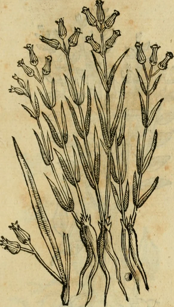 An illustration from Rerum medicarum Novae Hispaniae thesaurus, seu, Plantarum animalium mineralium Mexicanorum historia, 1651, leaf 474