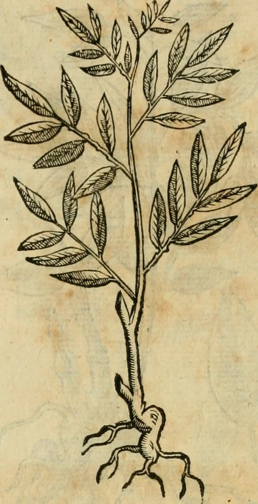 An illustration from Rerum medicarum Novae Hispaniae thesaurus, seu, Plantarum animalium mineralium Mexicanorum historia, 1651, leaf 474