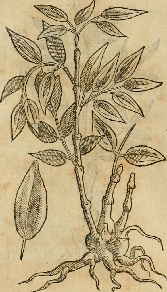 An illustration from Rerum medicarum Novae Hispaniae thesaurus, seu, Plantarum animalium mineralium Mexicanorum historia, 1651, leaf 475