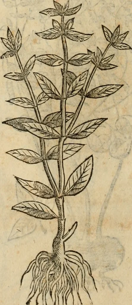 An illustration from Rerum medicarum Novae Hispaniae thesaurus, seu, Plantarum animalium mineralium Mexicanorum historia, 1651, leaf 475