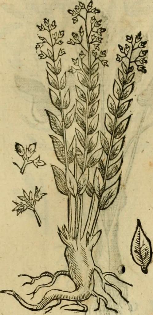 An illustration from Rerum medicarum Novae Hispaniae thesaurus, seu, Plantarum animalium mineralium Mexicanorum historia, 1651, leaf 476