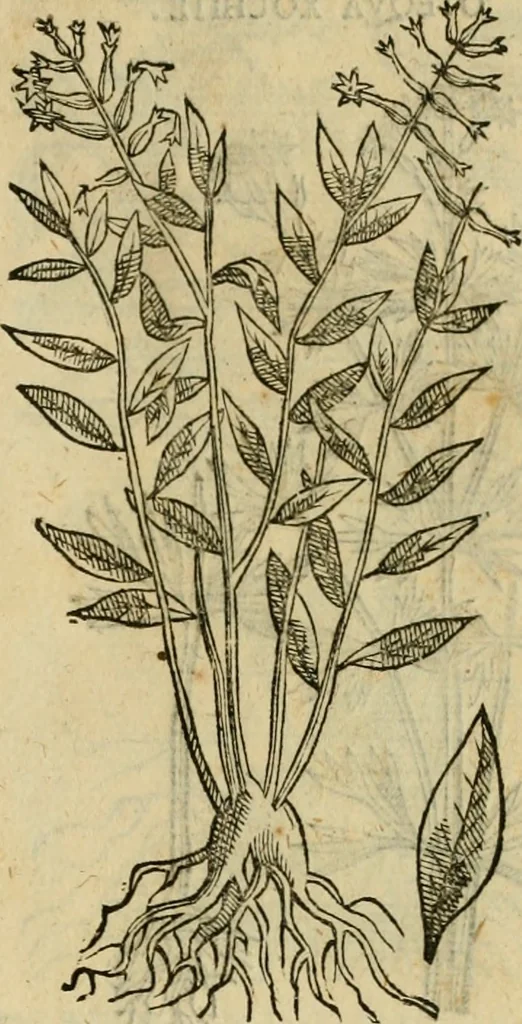 An illustration from Rerum medicarum Novae Hispaniae thesaurus, seu, Plantarum animalium mineralium Mexicanorum historia, 1651, leaf 476