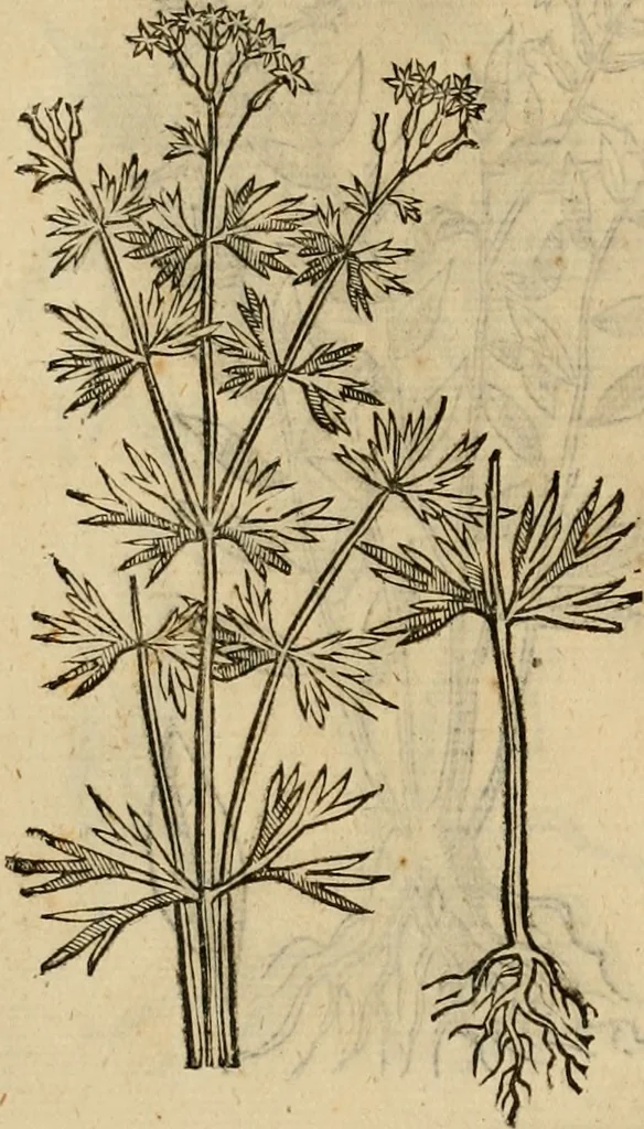 An illustration from Rerum medicarum Novae Hispaniae thesaurus, seu, Plantarum animalium mineralium Mexicanorum historia, 1651, leaf 477