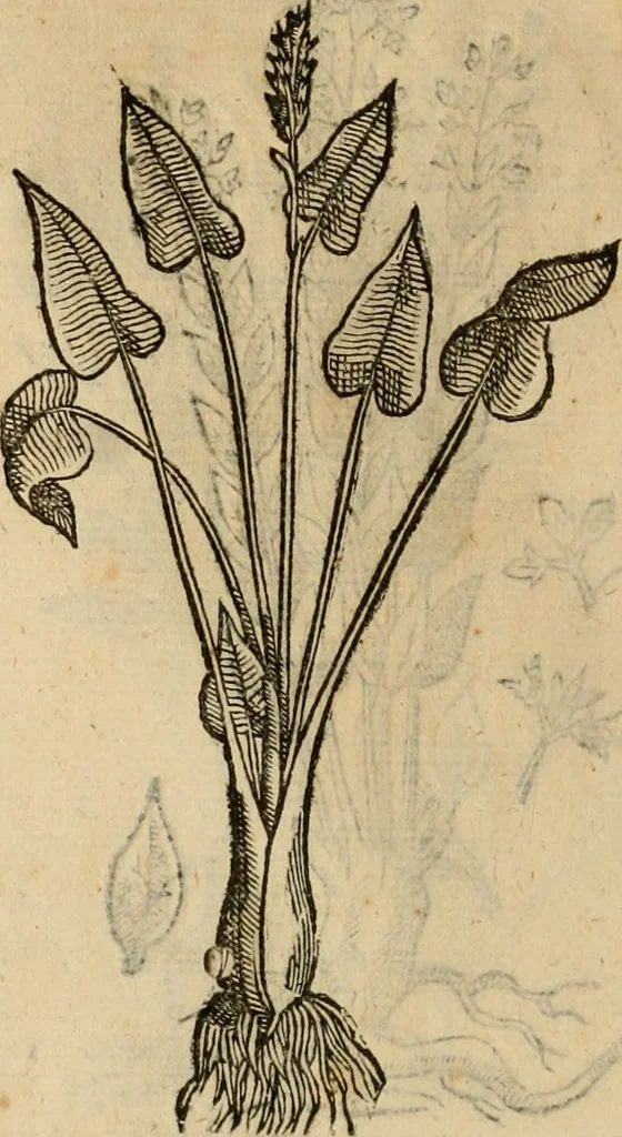 An illustration from Rerum medicarum Novae Hispaniae thesaurus, seu, Plantarum animalium mineralium Mexicanorum historia, 1651, leaf 477