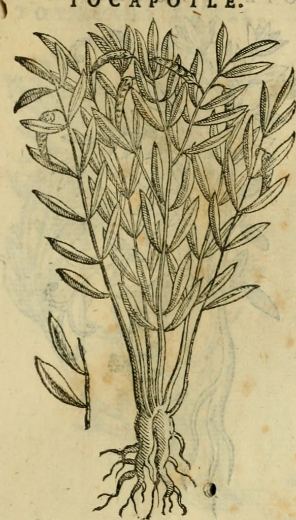 An illustration from Rerum medicarum Novae Hispaniae thesaurus, seu, Plantarum animalium mineralium Mexicanorum historia, 1651, leaf 478