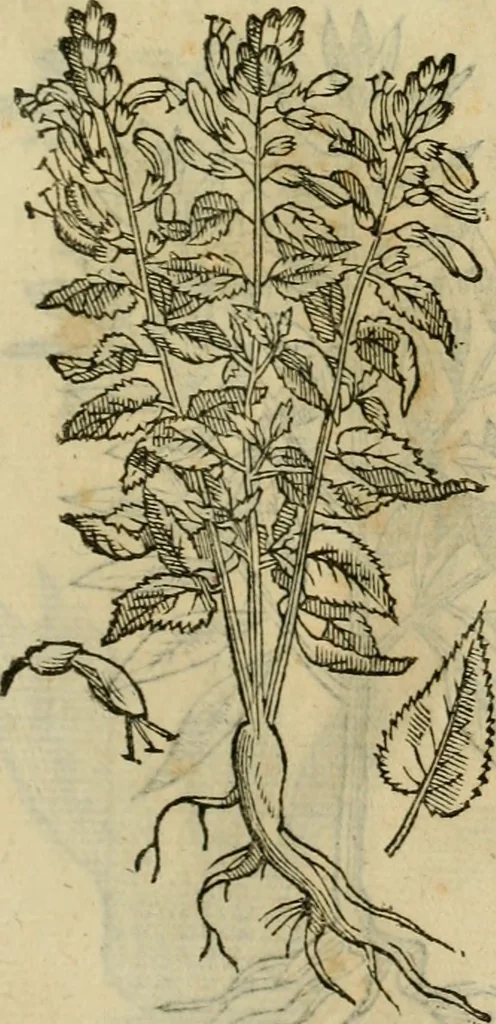 An illustration from Rerum medicarum Novae Hispaniae thesaurus, seu, Plantarum animalium mineralium Mexicanorum historia, 1651, leaf 478
